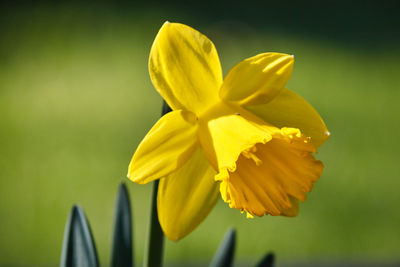 Close-up of yellow daffodil flower