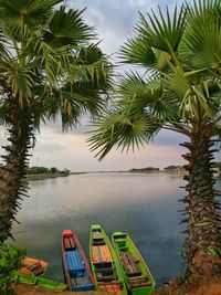 Palm trees by river against sky