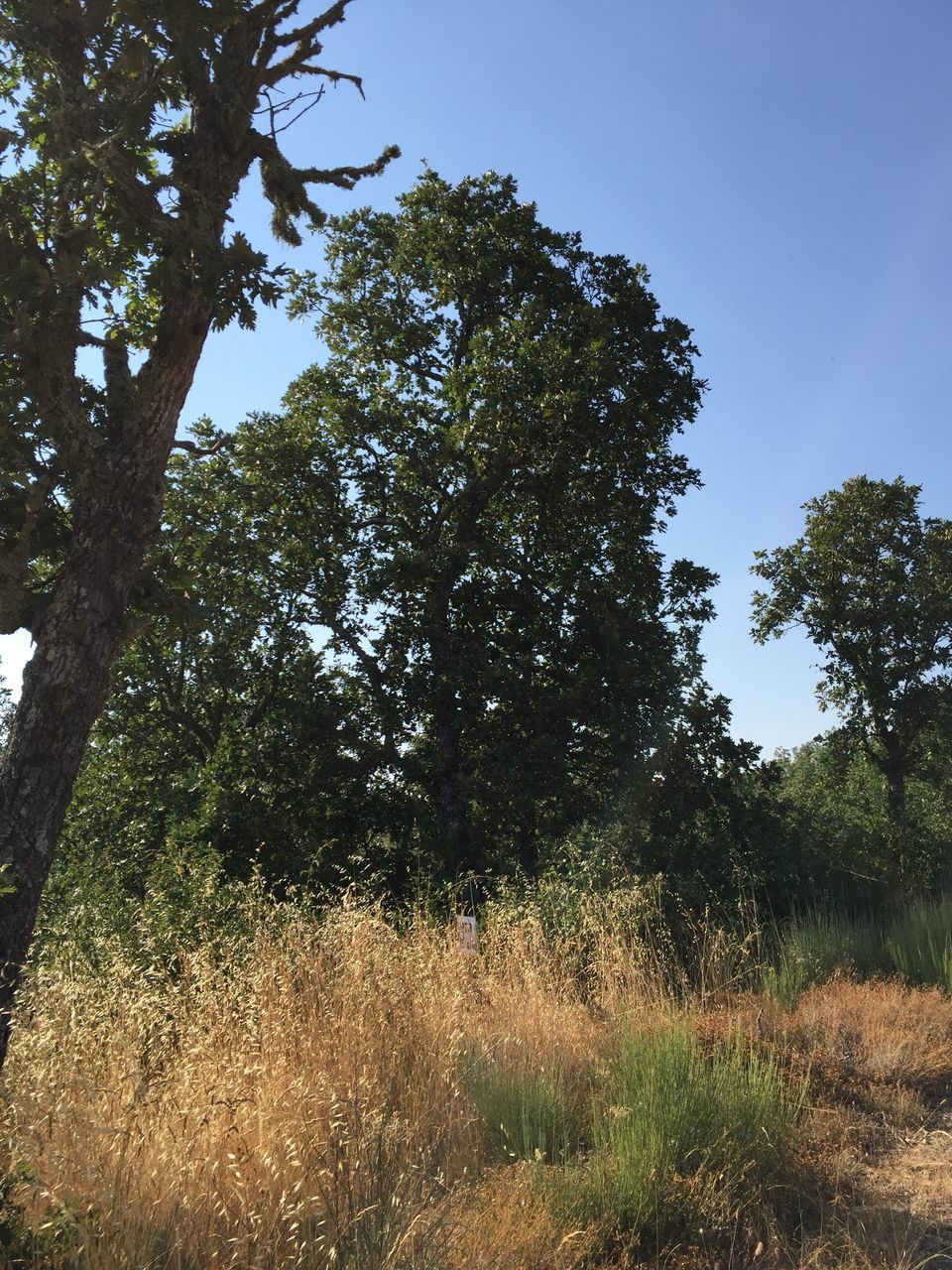 LOW ANGLE VIEW OF TREES ON FIELD