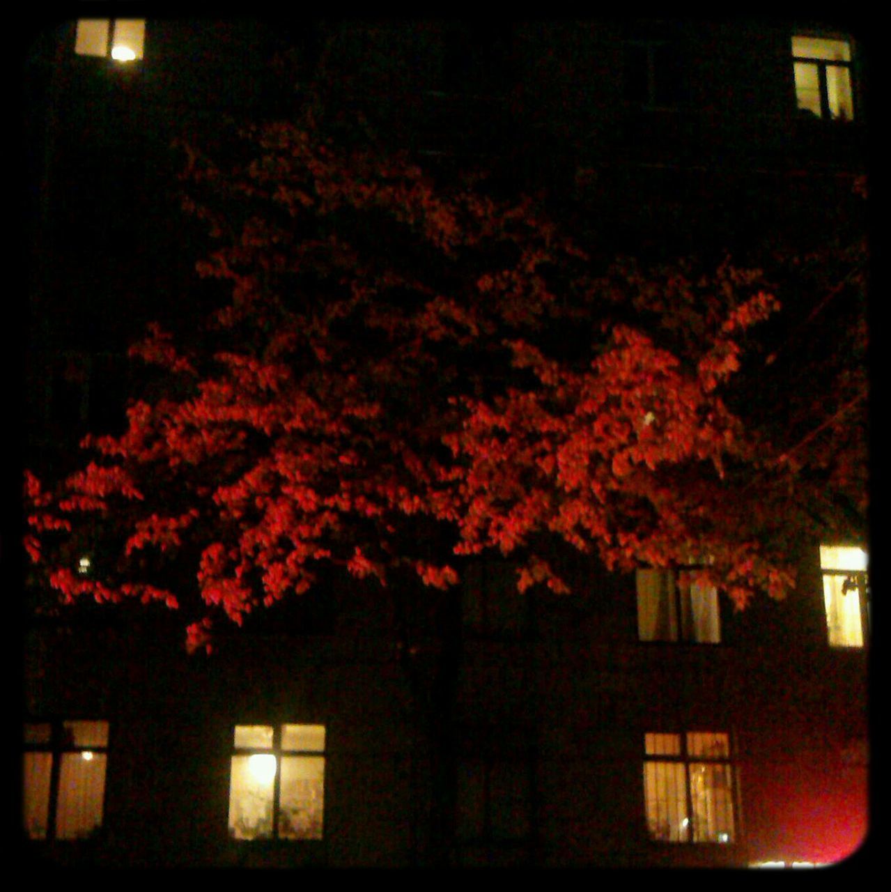 building exterior, architecture, built structure, tree, window, house, residential building, residential structure, night, growth, auto post production filter, branch, illuminated, transfer print, nature, no people, low angle view, outdoors, silhouette, building