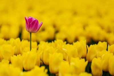 Close-up of yellow tulips on field