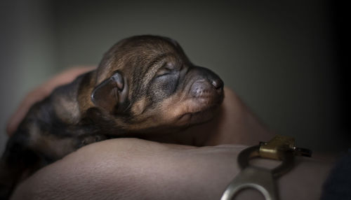 Close-up of a dog