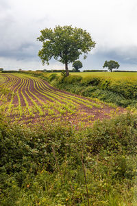 Scenic view of field against sky