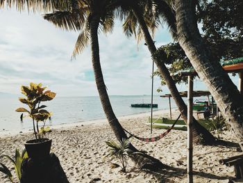 Palm trees on beach against sky