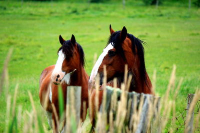 Horses on field