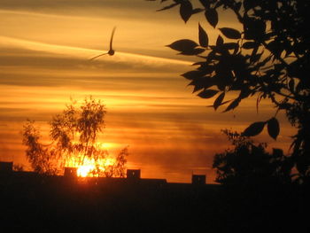 Silhouette trees against sky during sunset