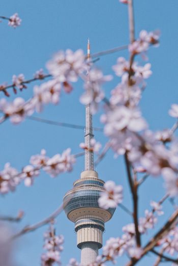 Low angle view of cherry blossom against communication tower