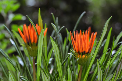 Close-up of orange flowers blooming outdoors