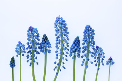 Close-up of purple flowering plant against white background