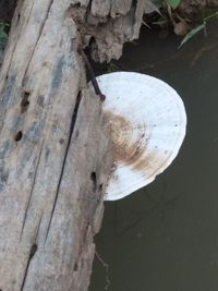 Close-up of mushrooms on tree trunk