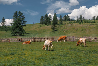 Horses grazing in a field