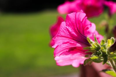 Close-up of pink flowering plant