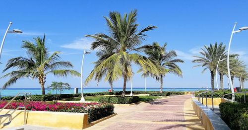 Palm trees by sea against sky