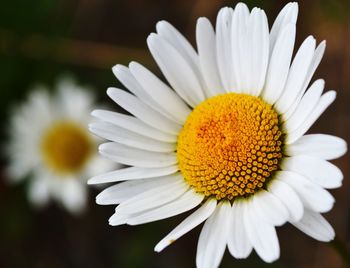 Close-up of yellow flower