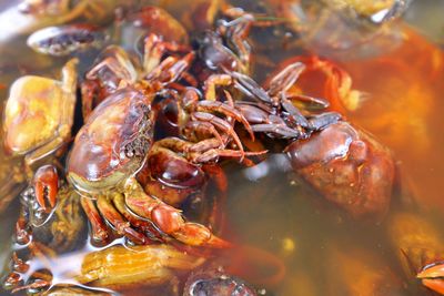 Close-up of crab in water