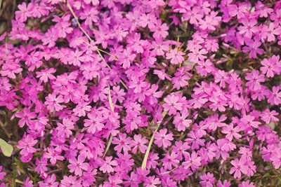 Full frame shot of pink flowering plants