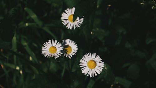 Close-up of white flowers blooming outdoors