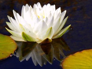 Close-up of white flower