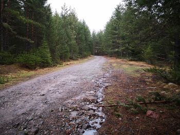 Road amidst trees in forest