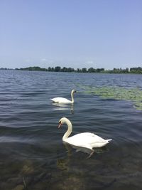 Swan swimming in lake