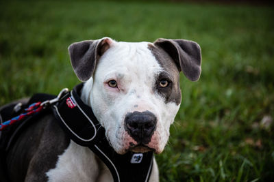 Portrait of dog sticking out tongue on field