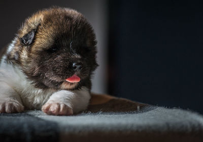 Close-up of cute puppy sticking out tongue at home