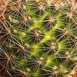 Close-up of cactus plant