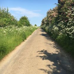 Road passing through forest