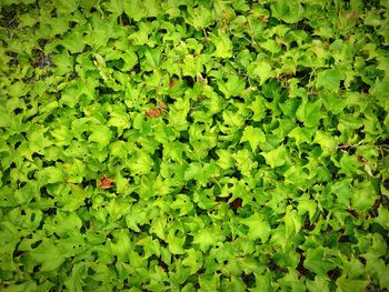 Full frame of leaves