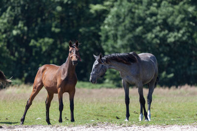 Horses standing on field