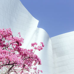 Low angle view of pink flowers