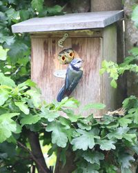 High angle view of bird perching on wood