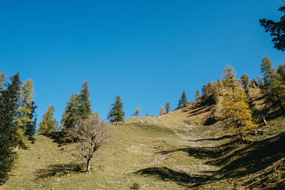 Trees on landscape against clear blue sky