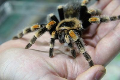 Close-up of hand holding insect