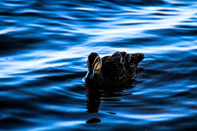 Close-up of swan swimming in lake