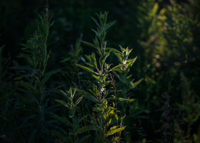 Close-up of fresh green plants on field