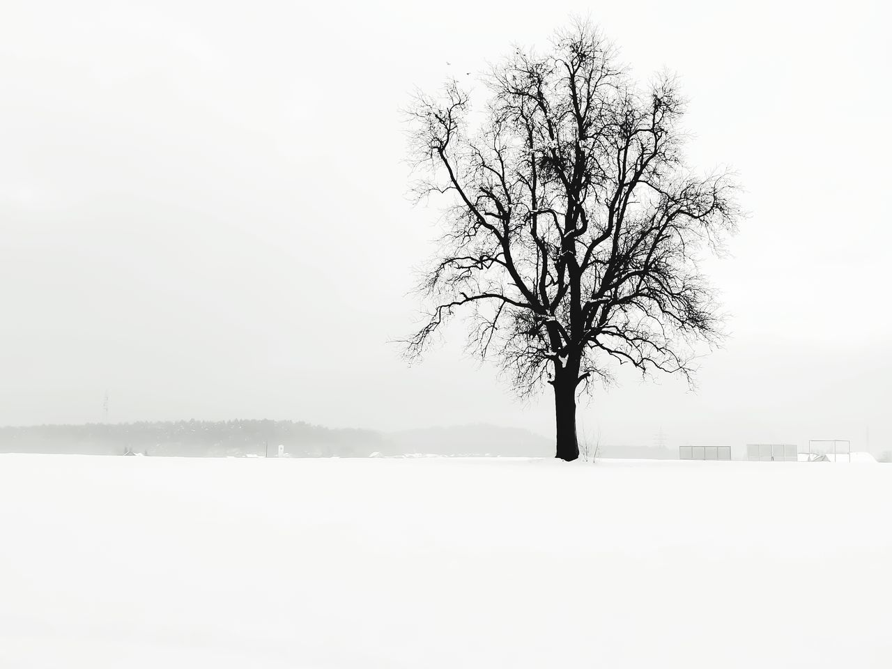 BARE TREE ON SNOW COVERED LANDSCAPE