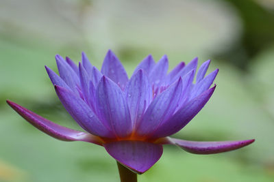 Close-up of purple water lily