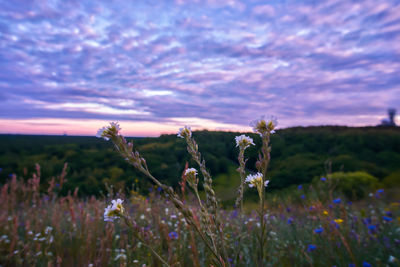 Purple flowering plants on field against sky during sunset