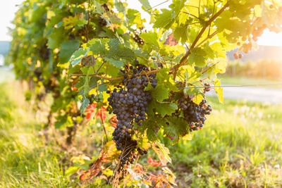 Close-up of grapes growing in vineyard