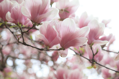 Close-up of pink cherry blossoms