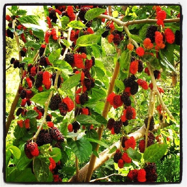 red, growth, freshness, fruit, transfer print, food and drink, leaf, plant, green color, auto post production filter, food, nature, healthy eating, beauty in nature, ripe, growing, close-up, berry fruit, abundance, day