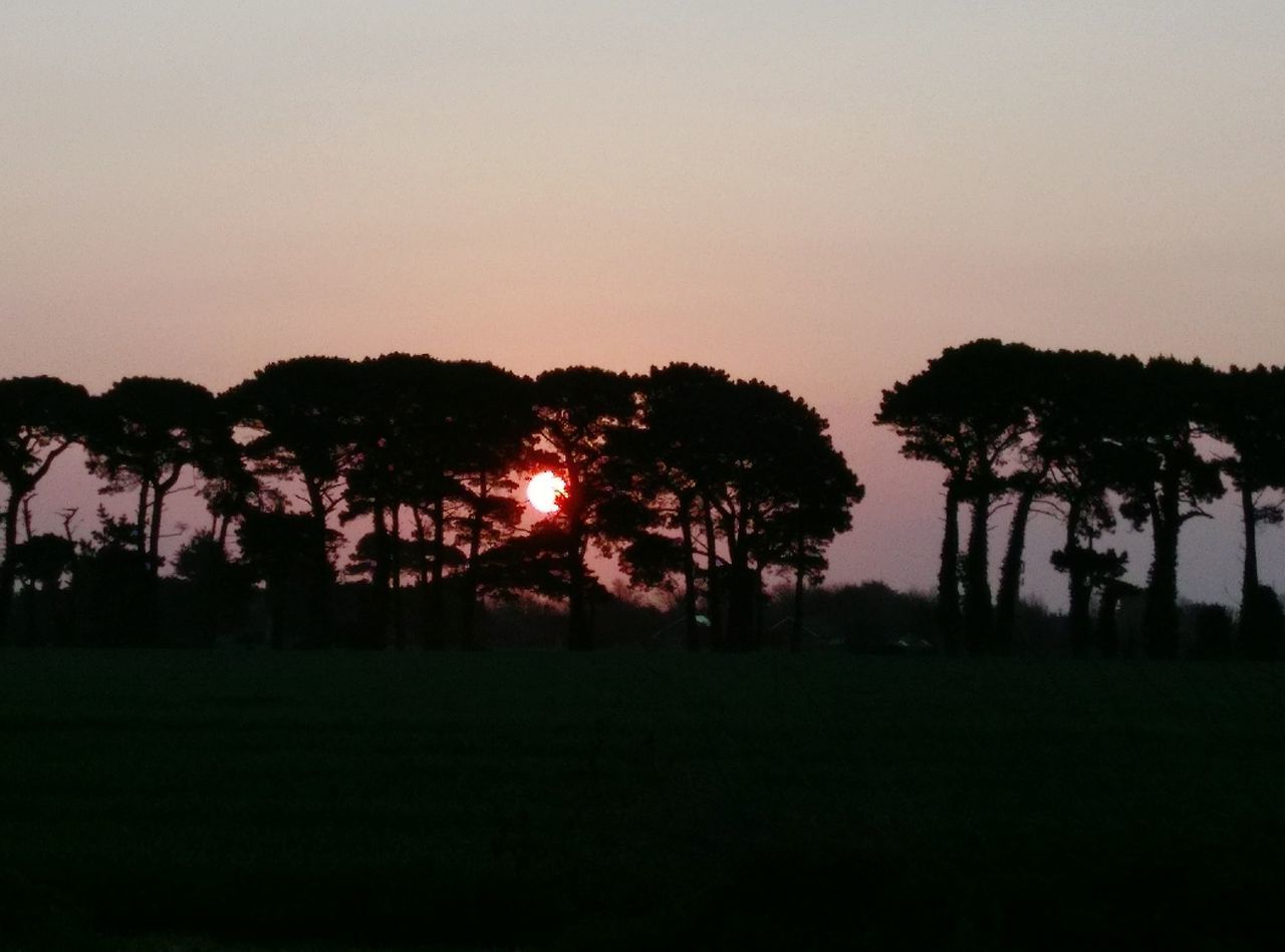 tree, sky, plant, silhouette, sunset, beauty in nature, tranquility, nature, tranquil scene, no people, copy space, scenics - nature, land, environment, outdoors, clear sky, growth, field, night, grass