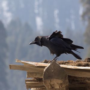 Close-up of bird perching on wood