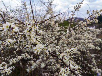 Low angle view of cherry blossom tree