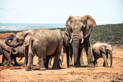 Elephant in a field