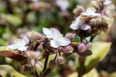 Close-up of cherry blossom