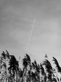 Low angle view of vapor trail against sky