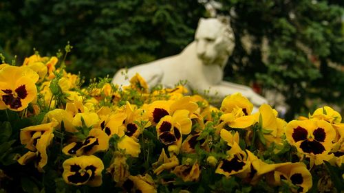 Close-up of yellow flower