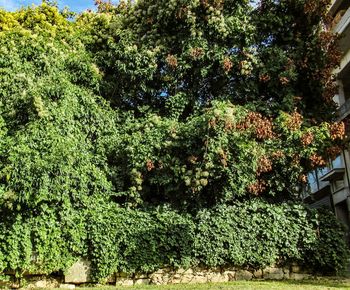 View of plants against trees